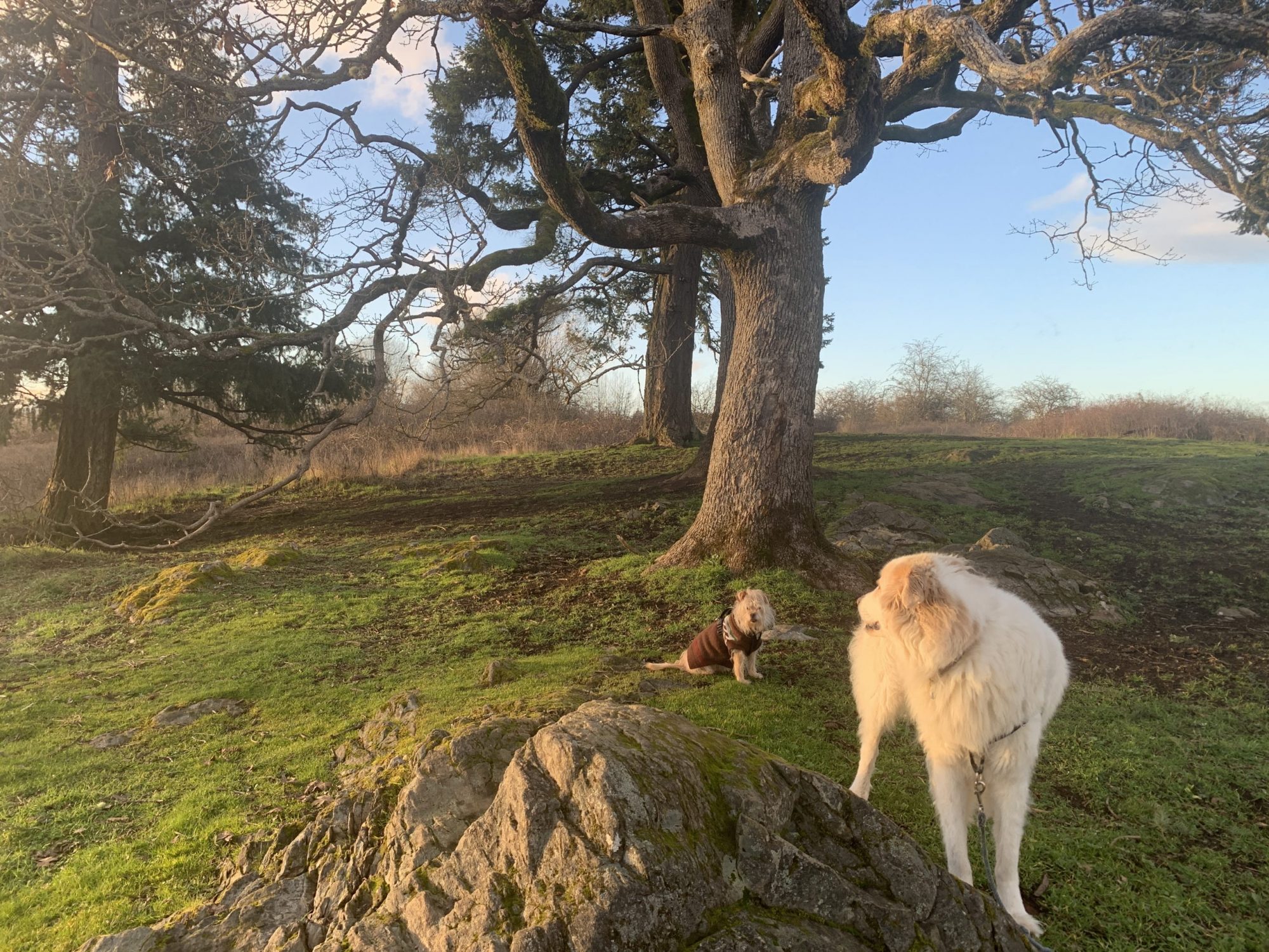Consulting Arborist, Victoria, BC