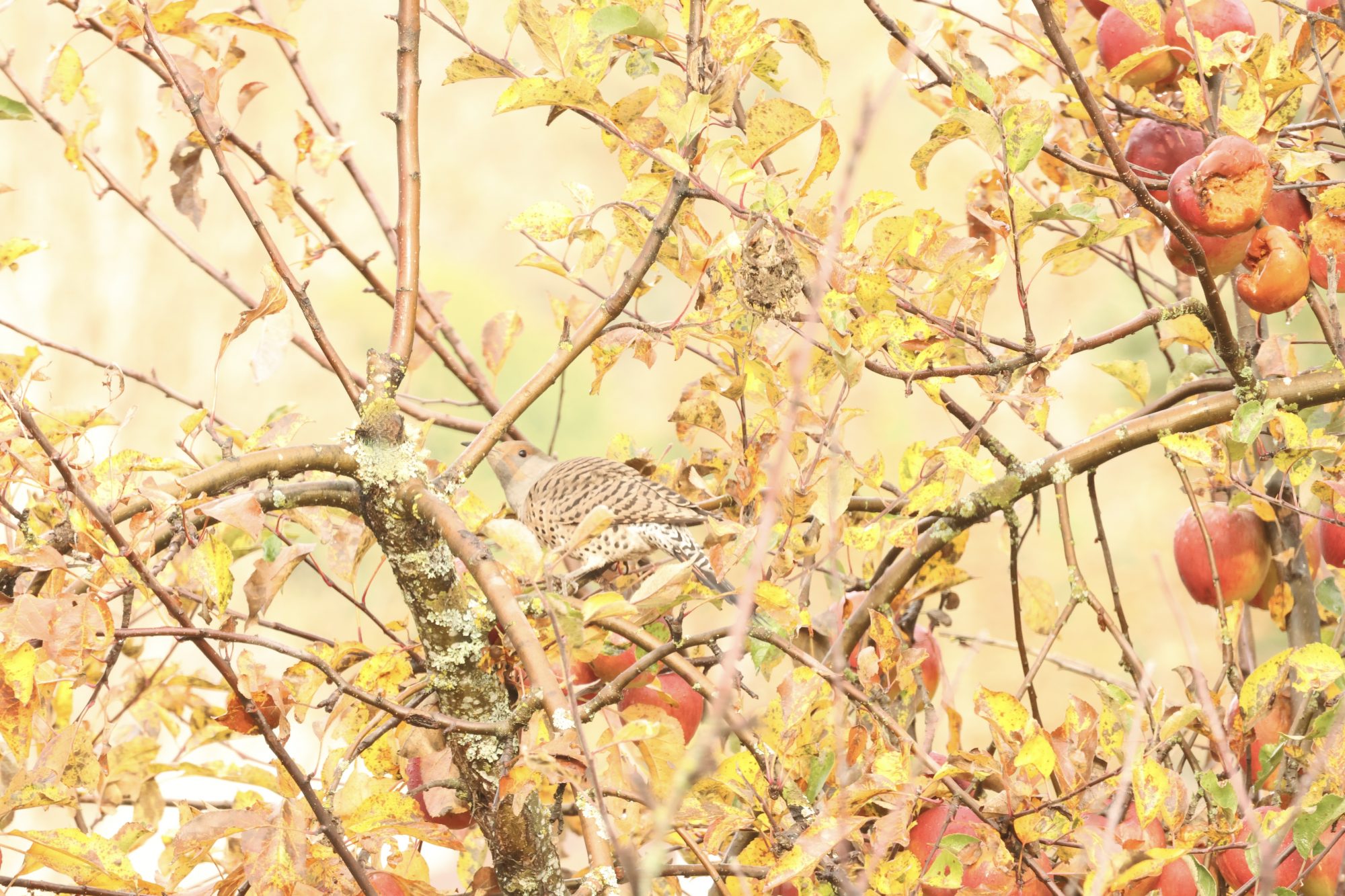 Consulting Arborist Victoria, BC