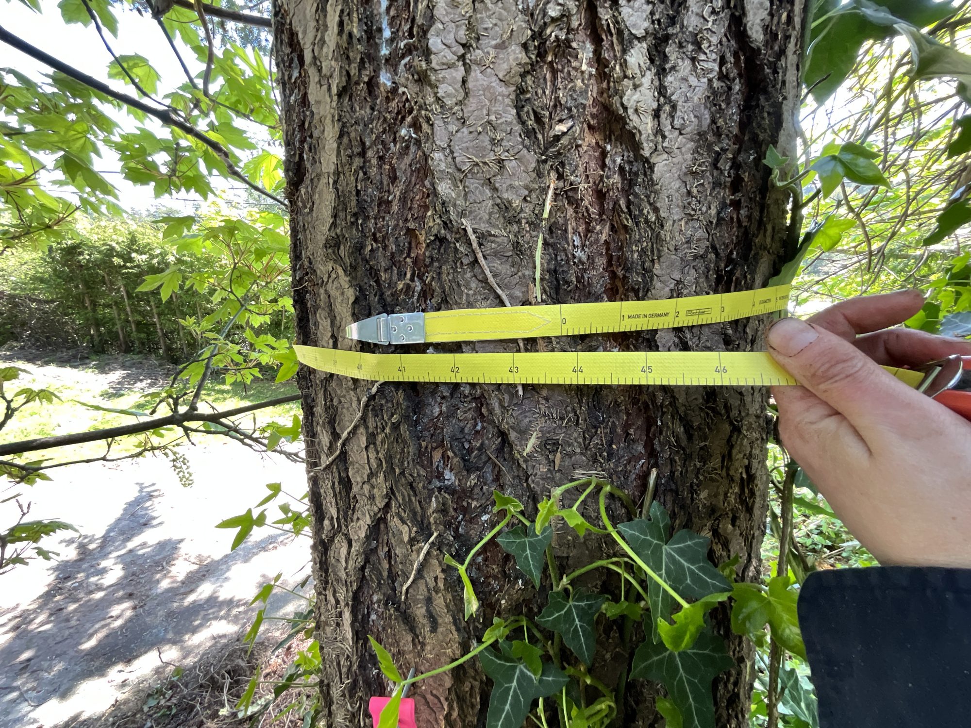 Consulting Arborist Victoria, BC