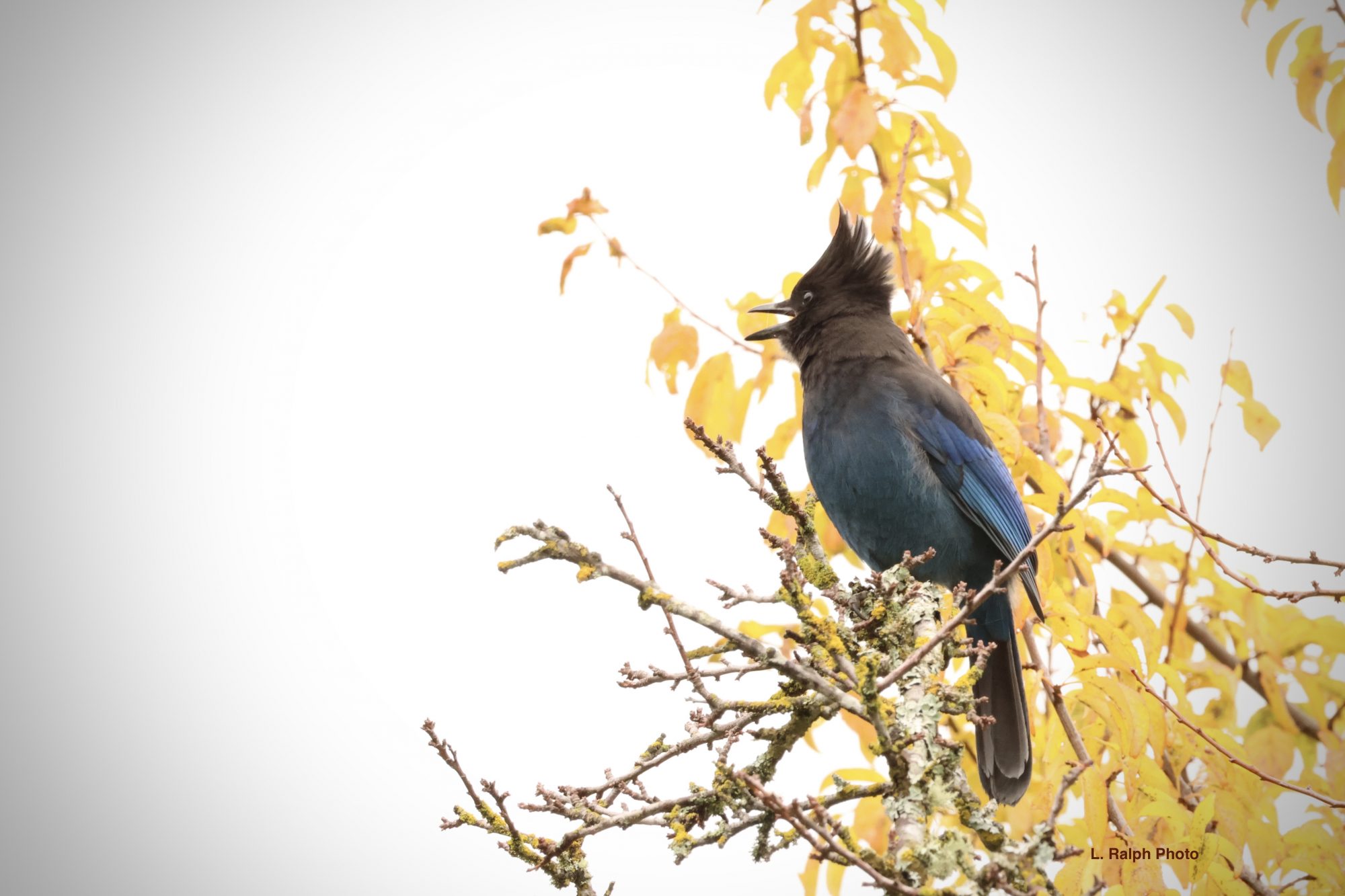 Consulting Arborist Victoria, BC